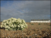 Sea kale