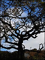 A silhouette of a tree