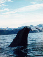 A sperm whale prepares to dive back down into the cool waters off Kaikoura