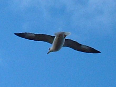 Fulmars are very gracefull in flight.