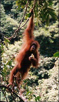 اورانگوتان سوماترا