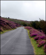 road on Exmoor with heather on the verges
