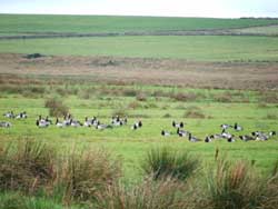 barnacle geese