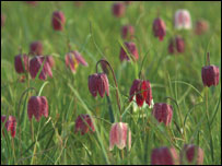 Snake's Heads at Iffley Meadows 