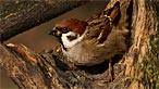 Tree sparrow. Photo: Kenneth Wilson Smith