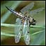 Dragonflies