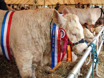 Pencampwr teirw'r sioe