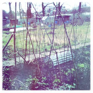 Bean support on the allotment