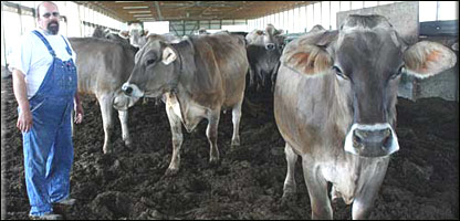 گاو ها و فصل سر ما