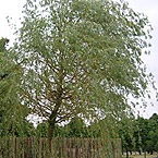 Weeping Willow