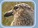 Bonxie