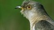 Cuckoo portrait