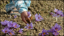 Picking flowers in Kashmir in a region heavily affected by drought. AFP Getty