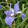 Iris sibirica 'Papillon'