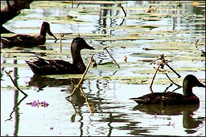 Summer in Aldermaston