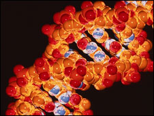 A computer image of DNA