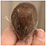 Vole