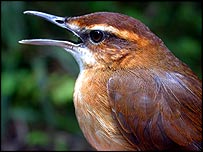 वार्बलर