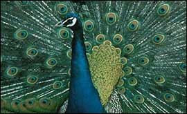 Peacock