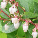 Gaultheria Shallon