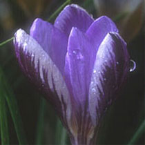 crocus