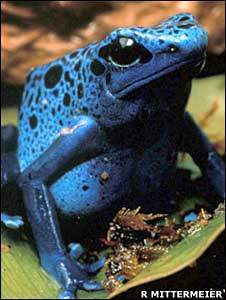 Dendrobates