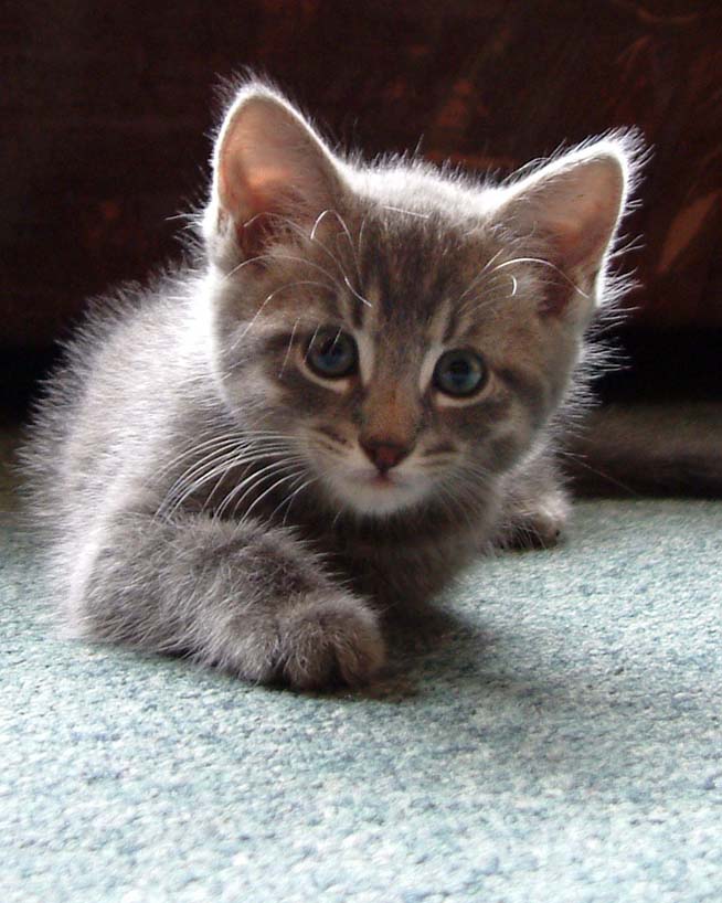Skye as a kitten....cute or what.