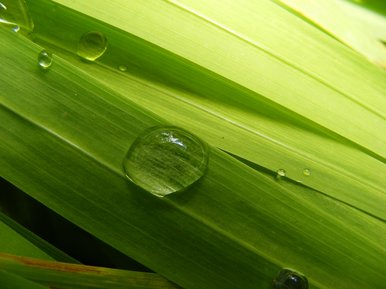 Droplet on leaves