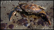 A crab lies dead in oil from the Deepwater Horizon oil spill on East Grand Terre Island, Louisiana