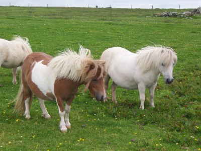 some very obedient ponies. they seemed to like havin their photo taken.
