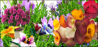 دګلانوپالنه