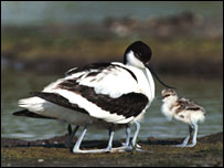 Avocet and chick, photo: Chris Gomersall RSPB