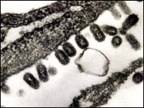 Vírus influenza tipo A