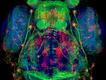 Foto: Hideo Otsuna/Nikon Small World