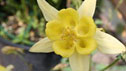 Aquilegia chrysantha