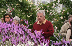 Man inspecting a stand filled with lavender