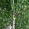 Betula albosinensis