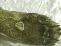 हिममानव के पंजा का काल्पनिक स्केच