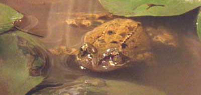 common frog