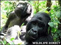 Gorillas (image: WildlifeDirect)
