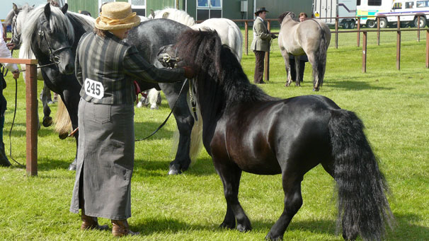 Catherine Little with the winner of the Shetland Stallion class, Minster of Mowbray. They travelled from the Magheradartin Shetland Stud Farm in Hillsborough, Northern Ireland.