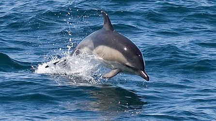 common_dolphin_richard_cros.jpg