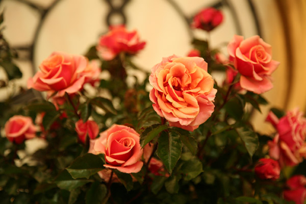 Hampton Court Palace Flower Show 2011