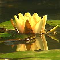 Nymphaea 'Gonnere'