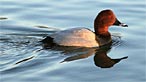 Pochard. Photo: Eiona Roberts