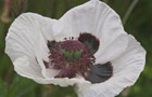 Hampton chalk (image: White oriental poppy)