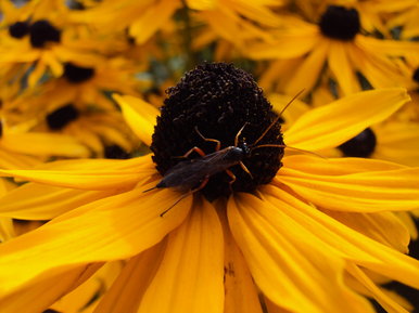 The yellow flower bug