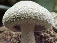 Shiitake mushroom