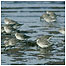 Group of Knot c/o RSPB Images /Andy Hay