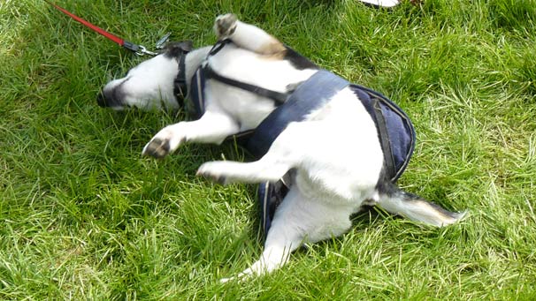 Doc the Jack Russell terrier travelled from Aberfeldy to celebrate his fifth birthday with a good roll outside the main ring.